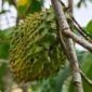 Selain buahnya yang enak, daun sirsak dipercaya ampuh mengobati penyakit asam urat. (Pixabay.com/BumiKita)