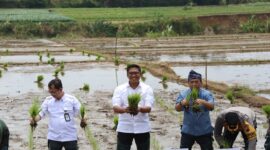 Wakil Menteri Pertanian (Wamentan) Sudaryono meninjau percepatan tanam di Kabupaten Jepara, Jawa Tengah. (Dok. Kementan)
